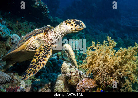 Hawksbill Schildkröte (Eremochelys imbricata) Ägypten, Rotes Meer. Stockfoto