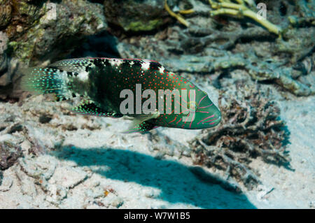 Abudjubbe's Glanz lippfisch (Cheilinus abudjubbe) Ägypten, Rotes Meer. Stockfoto