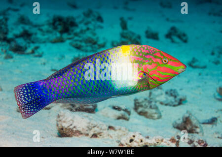 Schachbrett lippfisch (Halichoeres hortulanus) Ägypten, Rotes Meer. Stockfoto