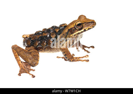 Groete Creek Durchführung Frosch (Stefania Evansi) weibliche Durchführung Kaulquappen auf dem Rücken, henapau, Guyana. Meetyourneighbors.net Projekt. Stockfoto