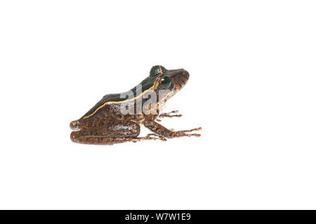 Groete Creek Durchführung Frosch (gestreifte Morph (Stefania Evansi) Chenapau, Guyana. Meetyourneighbors.net Projekt. Stockfoto