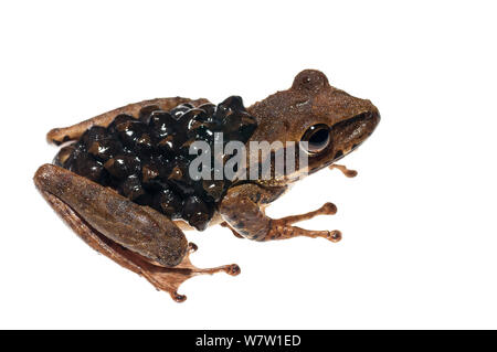 Groete Creek Durchführung Frosch (Stefania Evansi) Weibchen mit Eiern, Chenapau, Guyana. Meetyourneighbors.net Projekt. Stockfoto