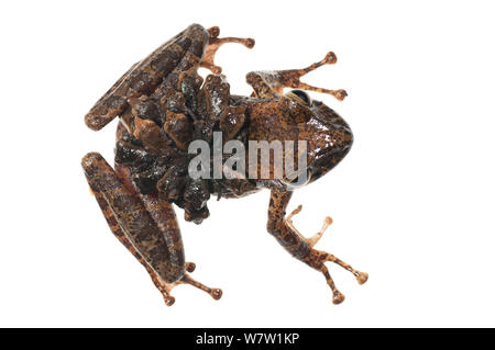 Groete Creek Durchführung Frosch (Stefania Evansi) froglets, Chenapau, Guyana. Meetyourneighbors.net Projekt. Stockfoto