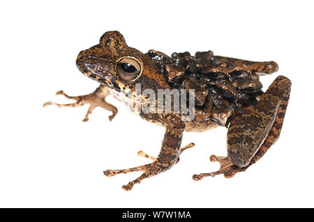 Groete Creek Durchführung Frosch (Stefania Evansi) froglets, Chenapau, Guyana. Meetyourneighbors.net Projekt. Stockfoto