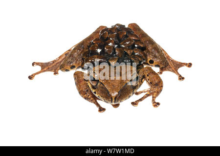 Groete Creek Durchführung Frosch (Stefania Evansi) Kaulquappen, Chenapau, Guyana. Meetyourneighbors.net Projekt. Stockfoto