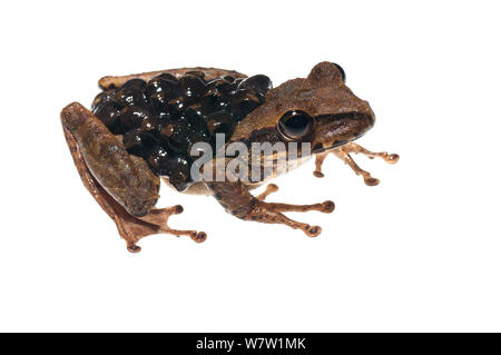 Groete Creek Durchführung Frosch (Stefania Evansi) mit Eiern, Chenapau, Guyana. Meetyourneighbors.net Projekt. Stockfoto