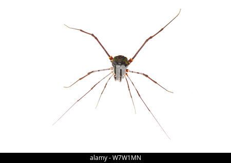 Schnitter (opiliones) Chenapau, Guyana. Meetyourneighbors.net Projekt. Stockfoto