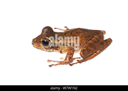 Groete Creek, Frosch, plain Morph (Stefania Evansi) Chenapau, Guyana. Meetyourneighbors.net Projekt. Stockfoto