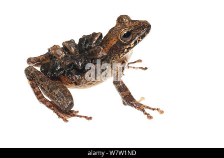 Groete Creek Durchführung Frosch (Stefania Evansi) Weibchen mit froglets, Chenapau, Guyana. Meetyourneighbors.net Projekt. Stockfoto