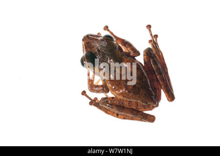 Groete Creek die Frosch-plain Morph (Stefania Evansi) Chenapau, Guyana. Meetyourneighbors.net Projekt. Stockfoto