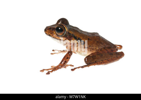 Groete Creek die Frosch-plain Morph (Stefania Evansi) Chenapau, Guyana. Meetyourneighbors.net Projekt. Stockfoto