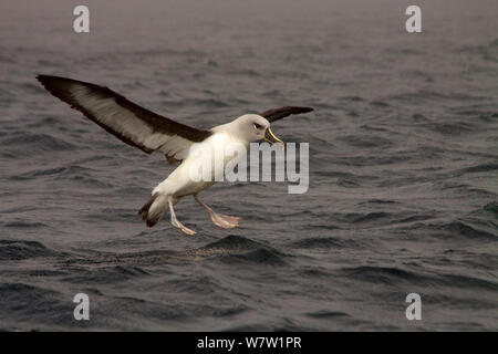 Grau Albatros (Thalassarche chrysostoma) Landung geleitet, South Georgia Island, März. Stockfoto