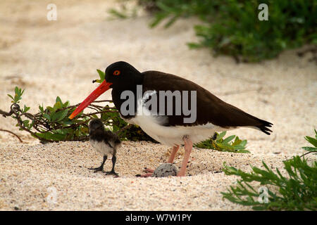 Amerikanische Austernfischer (Haematopus palliatus) mit Küken und Ei, San Cristobal, Galapagos Inseln. Stockfoto