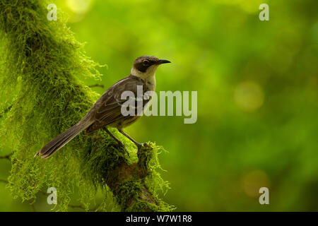 Galapagos Spottdrossel (Mimus parvulus) auf Moos bedeckt Zweig, Santa Cruz Island, Galapagos, Ecuador Stockfoto