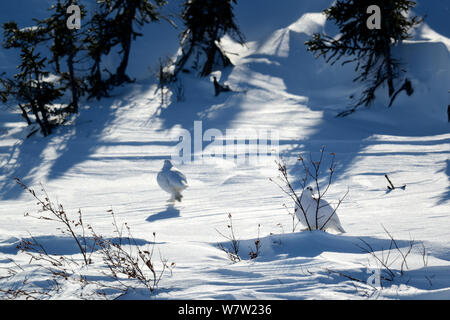 Willow Grouse/Willow ptarmigan (Lagopus lagopus) im Winter Gefieder. Wapusk National Park, Churchill, Manitoba, Kanada, März. Stockfoto