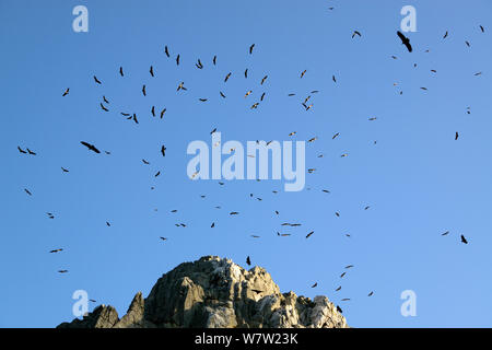 Gänsegeier (Tylose in Fulvus) rasant auf thermik am Penafalcon (Rock Gehäuse eine Kolonie am Morgen), Salto del Gitano, Monfrague Nationalpark, UNESCO-Biosphärenreservat, Extremadura, Spanien, Dezember 2013 Stockfoto