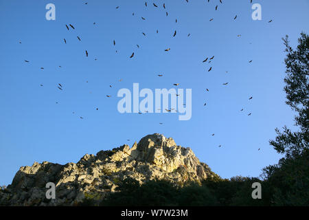 Gänsegeier (Tylose in Fulvus) rasant auf thermik am Penafalcon (Rock Gehäuse eine Kolonie am Morgen), Salto del Gitano, Monfrague Nationalpark, UNESCO-Biosphärenreservat, Extremadura, Spanien, Dezember 2013 Stockfoto