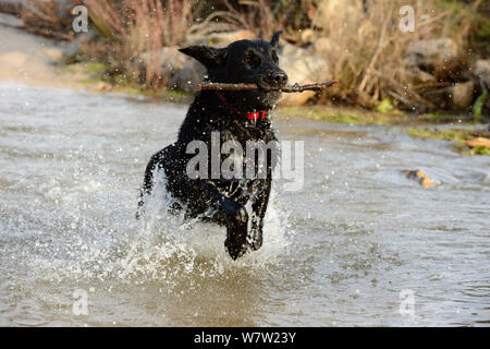 Schwarz-Coated Retriever Hund Plantschen im Wasser und Abrufen von Stick (Canis familiaris) Stockfoto