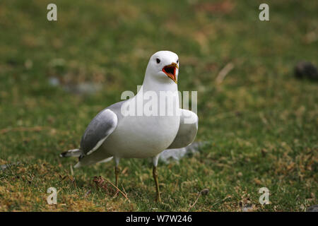 Sturmmöwe (Larus canus) nach Aufruf von Grünland Loch na Keal, Isle of Mull Argyll und Bute, Schottland, UK, Mai. Stockfoto