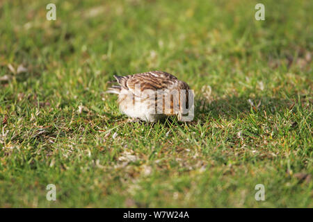 Twite (Carduelis flavirostris) nach der Fütterung auf der Weide in der Nähe von Loch na Keal, Isle of Mull Argyll und Bute, Schottland, UK, Mai. Stockfoto