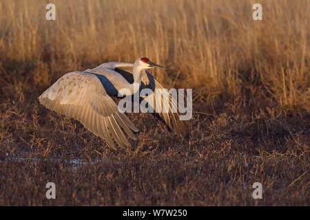 Mehr Sandhill Crane (Grus canadensis tabida) im Flug in der Dämmerung, Bosque Del Apache, New York, Dezember. Stockfoto