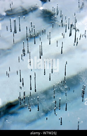Linien von Blasen im Eis der Baikalsee, Sibirien, Russland, März gefangen. Stockfoto
