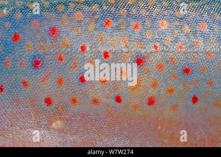 Close up Details der bunten Haut Muster eines Bachforelle Stockfoto