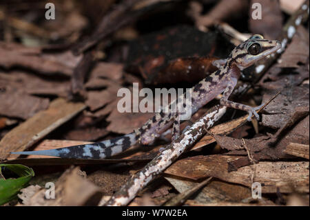 Grazil Big-vorangegangen Gecko (Paroedura griech.) auf dem Waldboden in der Nacht. Marojejy Nationalpark, nord-östlich von Madagaskar. Stockfoto