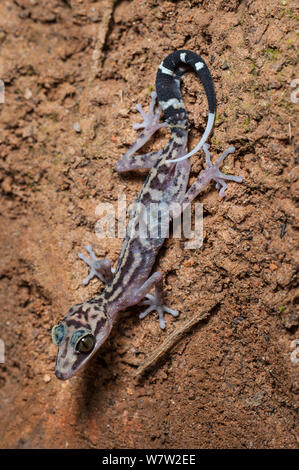 Grazil Big-vorangegangen Gecko (Paroedura griech.) Klettern auf Baumwurzeln in der Nacht. Marojejy Nationalpark, nord-östlich von Madagaskar. Stockfoto