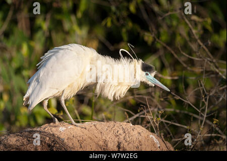 Heron (Pilherodius pileatus begrenzt) auf einer Seite Stream vom Picquiri Fluss, Mato Grosso, Pantanal, Brasilien. Stockfoto