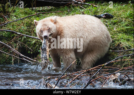 Nach Spirit/Kermode Bear (Ursus americanus kermodei) - White Morph des Schwarzen Bären - per Stream die Fischerei auf Lachs. Gribbell Island, Great Bear Rainforest, British Columbia, Kanada, Oktober. Stockfoto