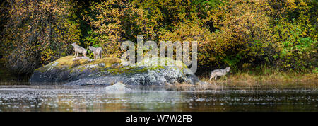 Timber Wölfen (Canis lupus) ruht auf einem Felsen am Ufer. In der Nähe von Mussel Einlass, Great Bear Rainforest, British Columbia, Kanada, Oktober. Stockfoto