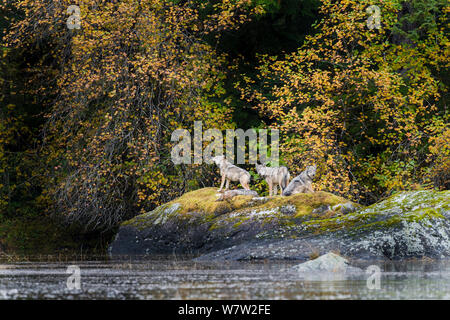 Timber Wölfen (Canis lupus) ruht auf einem Felsen am Ufer. In der Nähe von Mussel Einlass, Great Bear Rainforest, British Columbia, Kanada, Oktober. Stockfoto