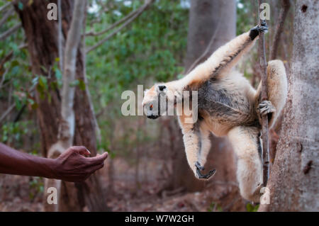 Golden gekrönte Sifaka (Propithecus tattersalli) anfahren ausgestreckte Hand. Die Wälder in der Nähe des Dorfes, in der Nähe von Daraina Andranotsimaty, Madagaskar. Kritisch gefährdet. Stockfoto