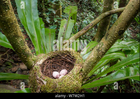 Helm Vanga (Euryceros prevostii) Nest, darunter ein Gelege von 3 Eiern. Nest in die Gabel eines Vogels&#39; s Nest Farn (Asplenium sp.) Masoala Nationalpark, nord-östlich von Madagaskar. Stockfoto