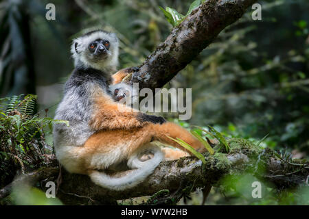 Weibliche Diademed Sifaka (Propithecus diadema) mit 2-monatigen Säugling in die Baumkronen. Andasibe-Mantadia Nationalpark, östlich von Madagaskar. Gefährdet. Stockfoto