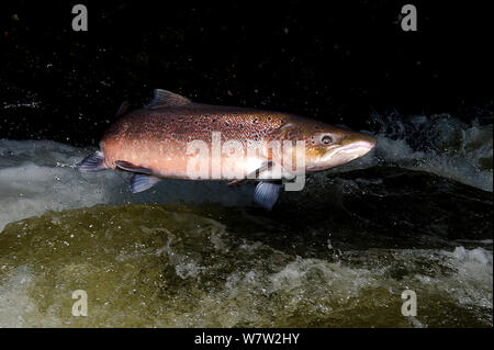 Atlantischer Lachs (Salmo salar) springen ein Wasserfall auf der Afon Lledr, Betws y Coed, Wales, Oktober Stockfoto