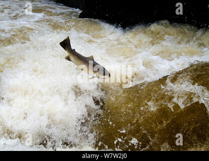 Atlantischer Lachs (Salmo salar) springen ein Wasserfall auf der Afon Lledr, Betws y Coed, Wales, Oktober Stockfoto