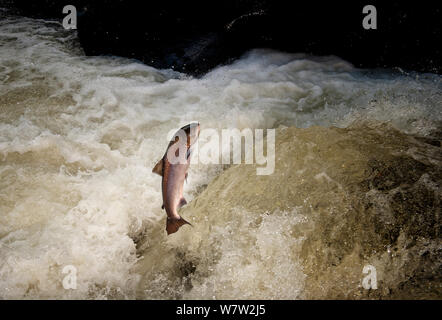 Atlantischer Lachs (Salmo salar) springen ein Wasserfall auf der Afon Lledr, Betws y Coed, Wales, Oktober Stockfoto