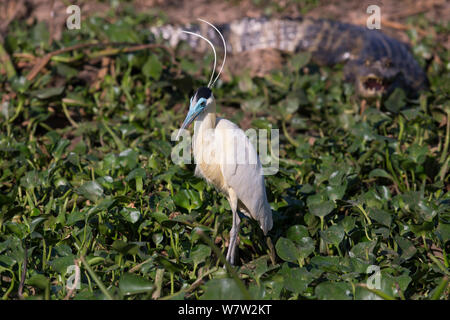 Heron (Pilherodius pileatus begrenzt) Pantanal, Brasilien. Stockfoto