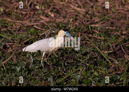 Heron (Pilherodius pileatus begrenzt) Pantanal, Brasilien. Stockfoto