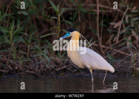 Heron (Pilherodius pileatus begrenzt) Pantanal, Brasilien. Stockfoto