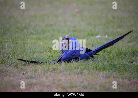 Hyazinthe Aras (Anodorhynchus hyacinthinus) spielen, Pantanal, Brasilien. Stockfoto