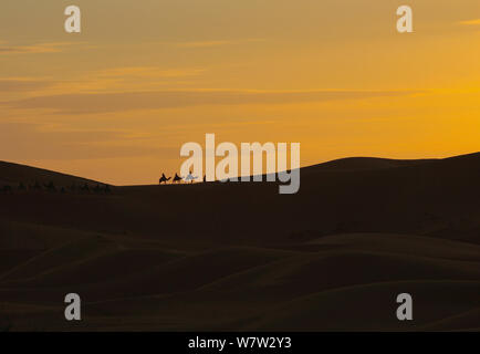 Nomaden auf Dromedaren (Kamele) bei Sonnenuntergang in der Sahara Wüste von Marokko Stockfoto