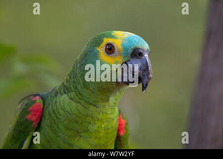 Blue-fronted Papagei (Amazona aestiva) Portrait, Pantanal, Brasilien. Stockfoto