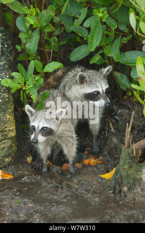 Pygmy Waschbären (Procyon pygmaeus) unter Mangroven, Insel Cozumel, Mexiko. Critcally gefährdeten Arten mit weniger als 500 in der Existenz. Stockfoto