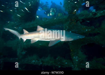 Sand Tiger Shark (Carcharias taurus) auf dem Wrack der "Atlas". North Carolina, USA, September 2013. Stockfoto