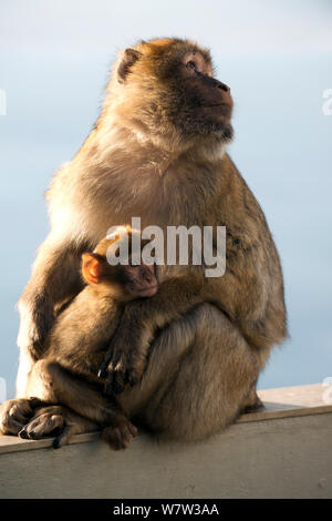 Barbary macaque (Macaca sylvanus) Erwachsene mit Baby, Gibraltar, Dezember. Stockfoto