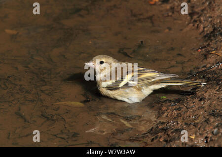 Buchfink (Fringilla coelebs) Weiblich baden in Woodland Pool, Warwickshire, Großbritannien, Juli. Stockfoto