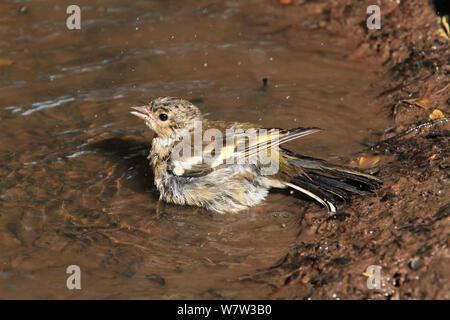 Buchfink (Fringilla coelebs) Weiblich baden in Woodland Pool, Warwickshire, Großbritannien, Juli. Stockfoto